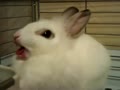 マークさん！ナイスあくびで〜す♬ Yawn of rabbit