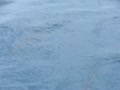 ハシナガイルカ